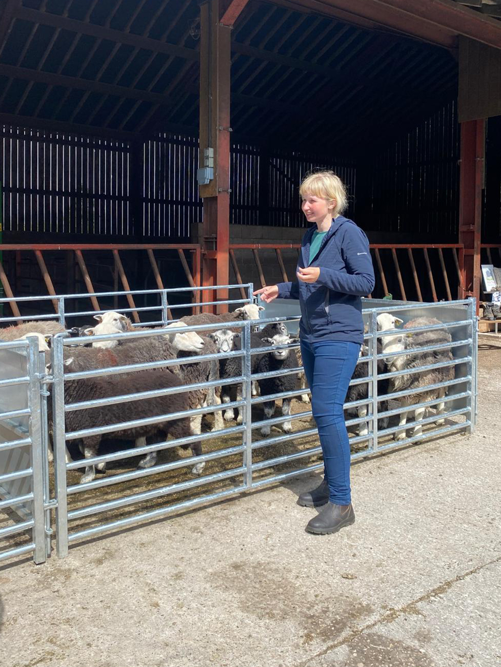 Hill Top Farm, Herdiwck sheep