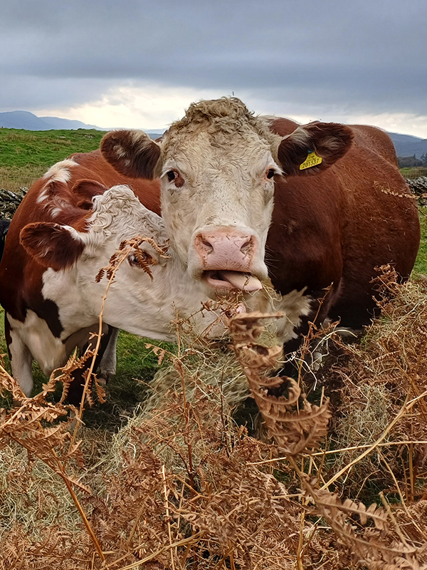 Hill Top Farm, Beef Suckler Herd
