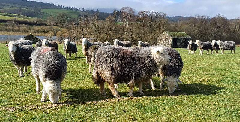 Sottobicchiere Quadrato Con Pecore Herdwick - Regalo Lake District